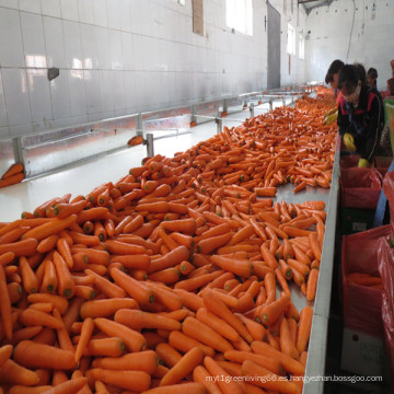 2016 exportador de zanahorias / verduras frescas de China